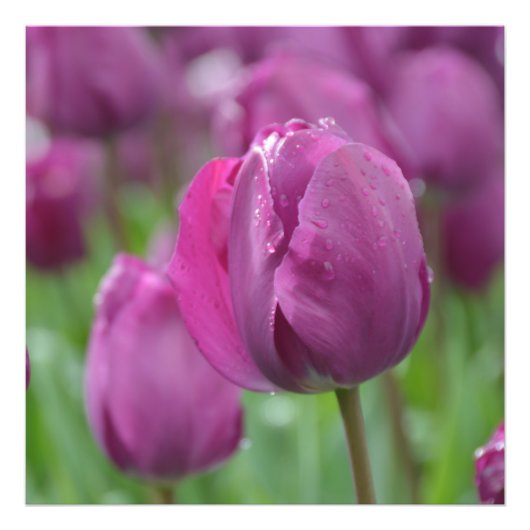 Lila Tulip mit Wassertropfen Foto Print (Vorne)