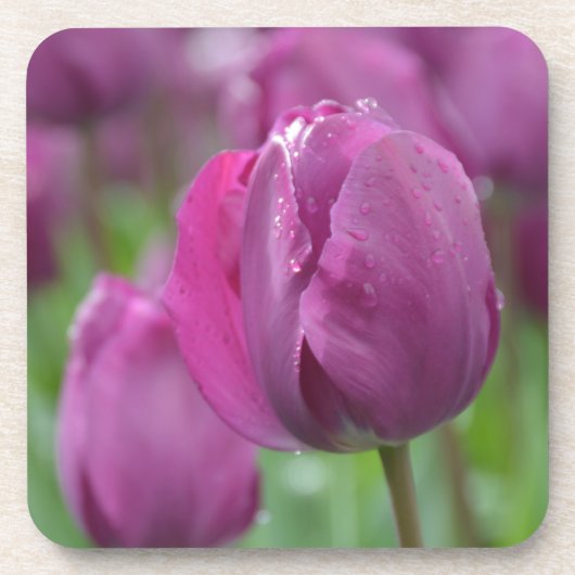 Lila Tulip mit Wassertropfen Getränkeuntersetzer (Vorderseite)