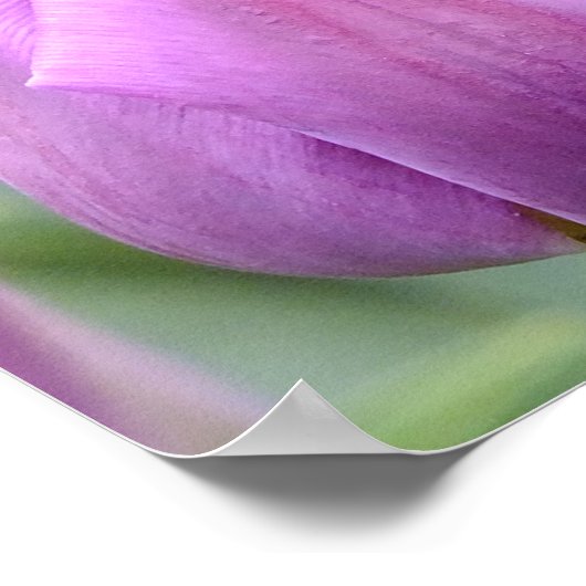 Lila Tulip Poster (Ecke)