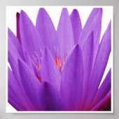 Lila Tulip Poster (Vorne)