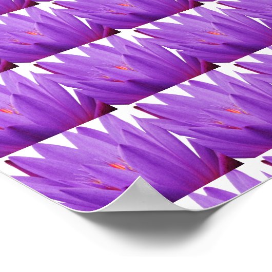 Lila Tulip Poster (Ecke)