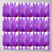 Lila Tulip Poster (Vorne)