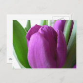 Lila Tulip Postkarte (Vorne/Hinten)
