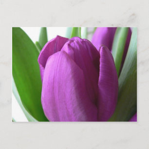 Lila Tulip Postkarte