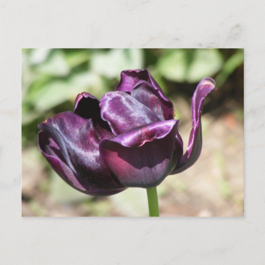 LILA TULIP POSTKARTE (Vorderseite)