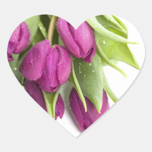 LILA TULIP UMSCHLAG AUFKLEBER STICKER