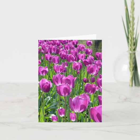 Lila Tulips (Vorderseite)