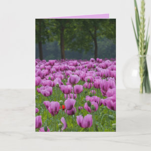 LILA TULIPS-BEILEID-KONDOLENZKARTEN KARTE