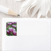 Lila Tulips, Frühjahrsadressen (Insitu)