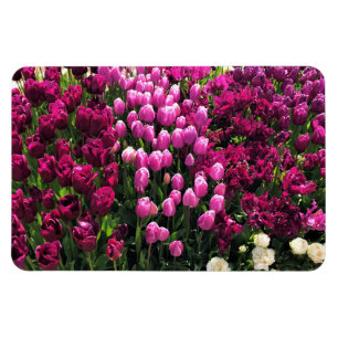 Lila Tulips Garden Bed and Breakfast Magnet