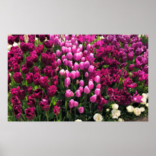 Lila Tulips Garden Bed and Breakfast Poster