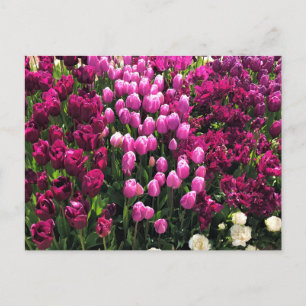 Lila Tulips Garden Bed and Breakfast Postkarte