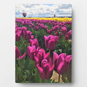 Lila Tulips in einem Feld mit Heißluftballon Fotoplatte