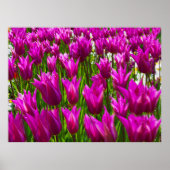 Lila Tulips in Keukenhof, Holland Print Poster (Vorne)