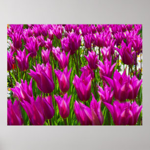 Lila Tulips in Keukenhof, Holland Print Poster