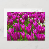 Lila Tulips in Keukenhof, Holland Wall Postcard Postkarte (Vorne/Hinten)