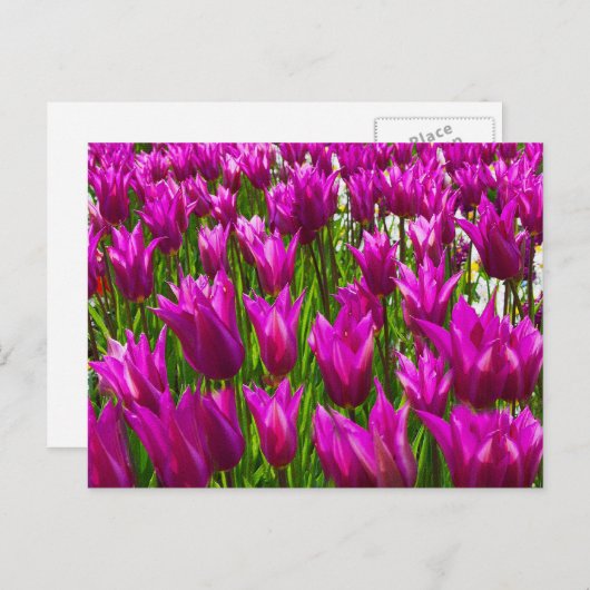Lila Tulips in Keukenhof, Holland Wall Postcard Postkarte (Vorne/Hinten)