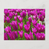 Lila Tulips in Keukenhof, Holland Wall Postcard Postkarte (Vorderseite)