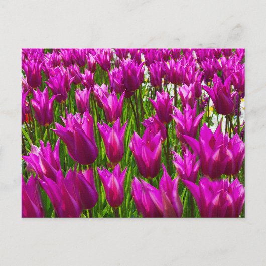 Lila Tulips in Keukenhof, Holland Wall Postcard Postkarte (Vorderseite)