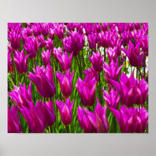 Lila Tulips Keukenhof Holland Small Poster