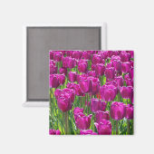 Lila Tulips Magnet (Vorderseite/Rückseite)