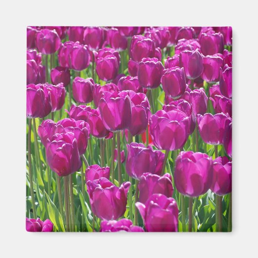 Lila Tulips Magnet (Vorne)