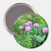 Lila Tulips Magnet (Vorderseite/Rückseite)