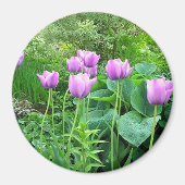 Lila Tulips Magnet (Vorne)