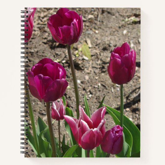 Lila Tulips-Notebook Notizblock (Vorderseite)