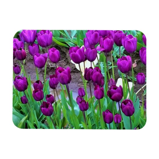 Lila Tulips, Oregon Magnet (Horizontal)