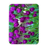 Lila Tulips, Oregon Magnet (Vertikal)