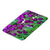 Lila Tulips, Oregon Magnet (Linke Seite)