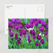 Lila Tulips, Oregon Postkarte (Vorne/Hinten)