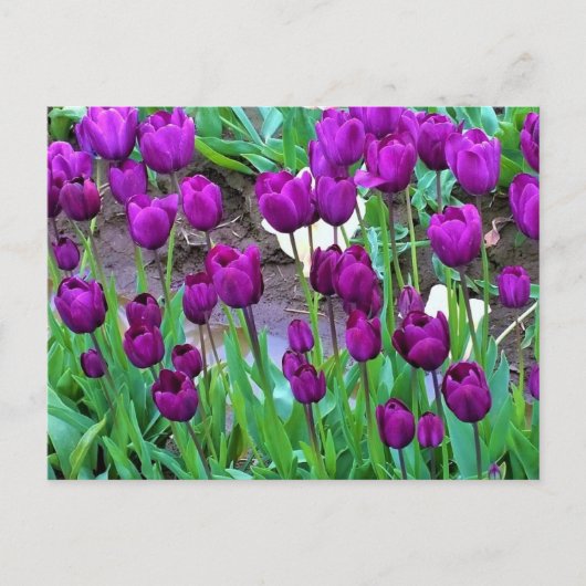 Lila Tulips, Oregon Postkarte (Vorderseite)