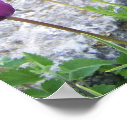 Lila Tulips Poster (Ecke)