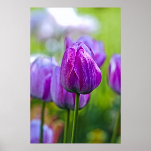 Lila Tulips Poster (Vorne)