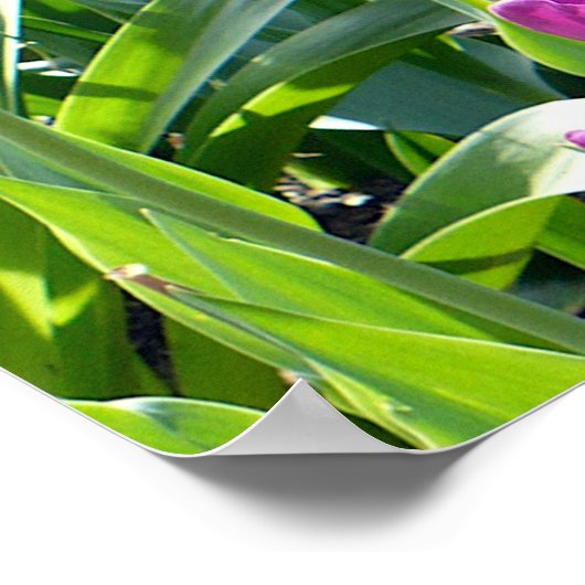 Lila Tulips Poster (Ecke)