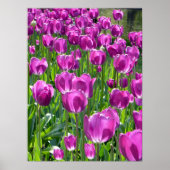 Lila Tulips Poster (Vorne)