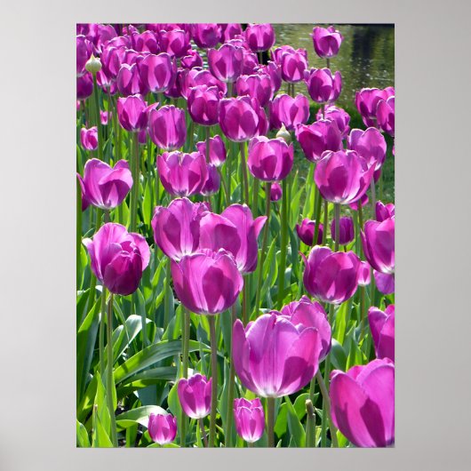 Lila Tulips Poster (Vorne)