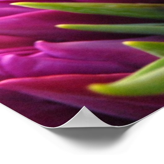 Lila Tulips Poster (Ecke)