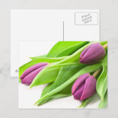 Lila Tulips Postkarte (Vorne/Hinten)