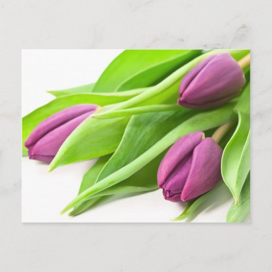 Lila Tulips Postkarte (Vorderseite)