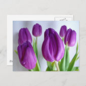 Lila Tulips Postkarte (Vorne/Hinten)