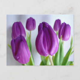 Lila Tulips Postkarte
