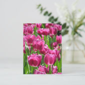 Lila Tulips Postkarte (Stehend Vorderseite)