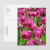 Lila Tulips Postkarte (Vorne/Hinten)