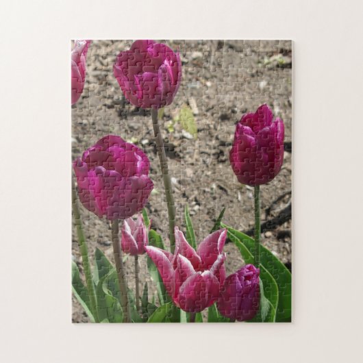 Lila Tulips Puzzle (Vertikal)