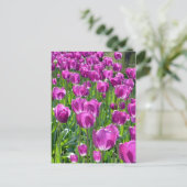 Lila Tulissen Postkarte (Stehend Vorderseite)