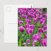 Lila Tulissen Postkarte (Vorne/Hinten)