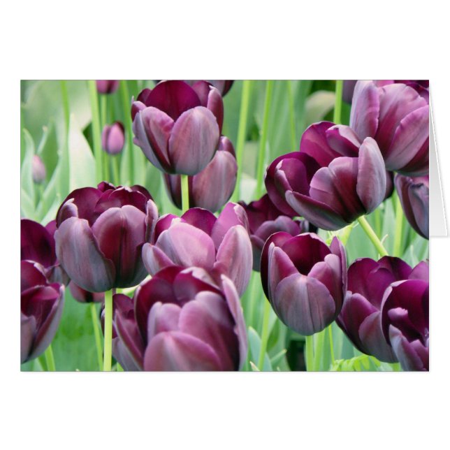 Lila Tullips (Vorderseite (Horizontal))